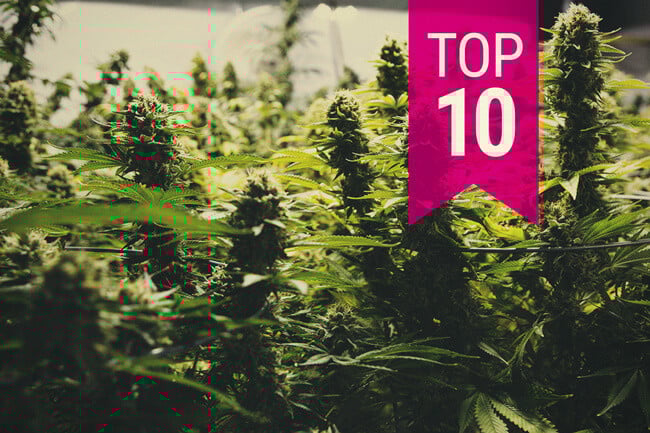  Les 10 varietats de marihuana més productives (actualització 2025)
