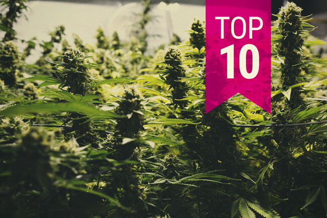  Les 10 varietats de marihuana més productives (actualització 2026)