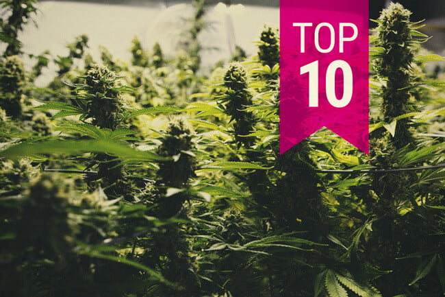  Les 10 varietats de marihuana més productives (actualització 2026)