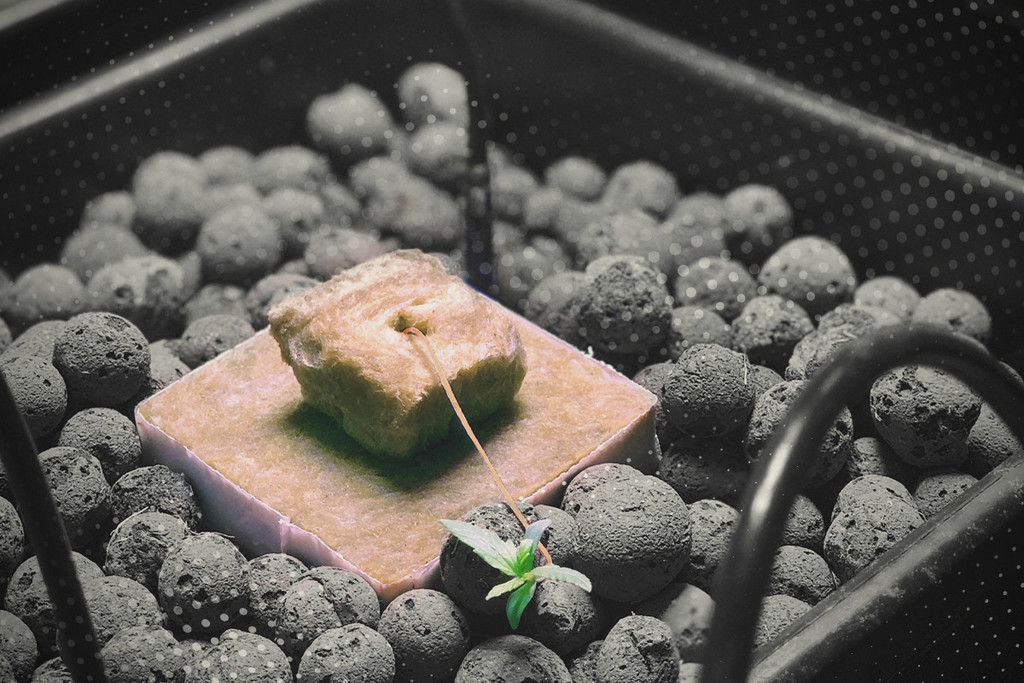 Com tractar el Pythium (podridura de les arrels) en les plantes de marihuana