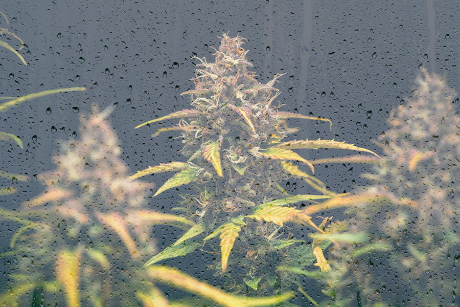Consells per a conrear marihuana en climes freds 