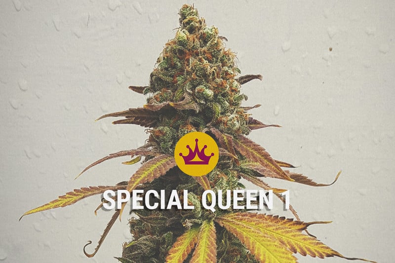 Special Queen - Llavors d'alta qualitat per a un preu baix!