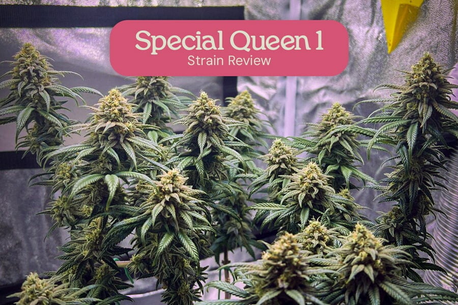 Special Queen - Llavors d'alta qualitat per a un preu baix!