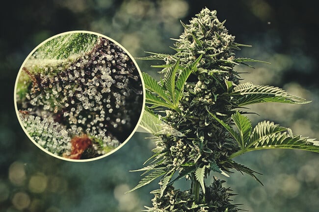 La importància dels tricomas del cànnabis