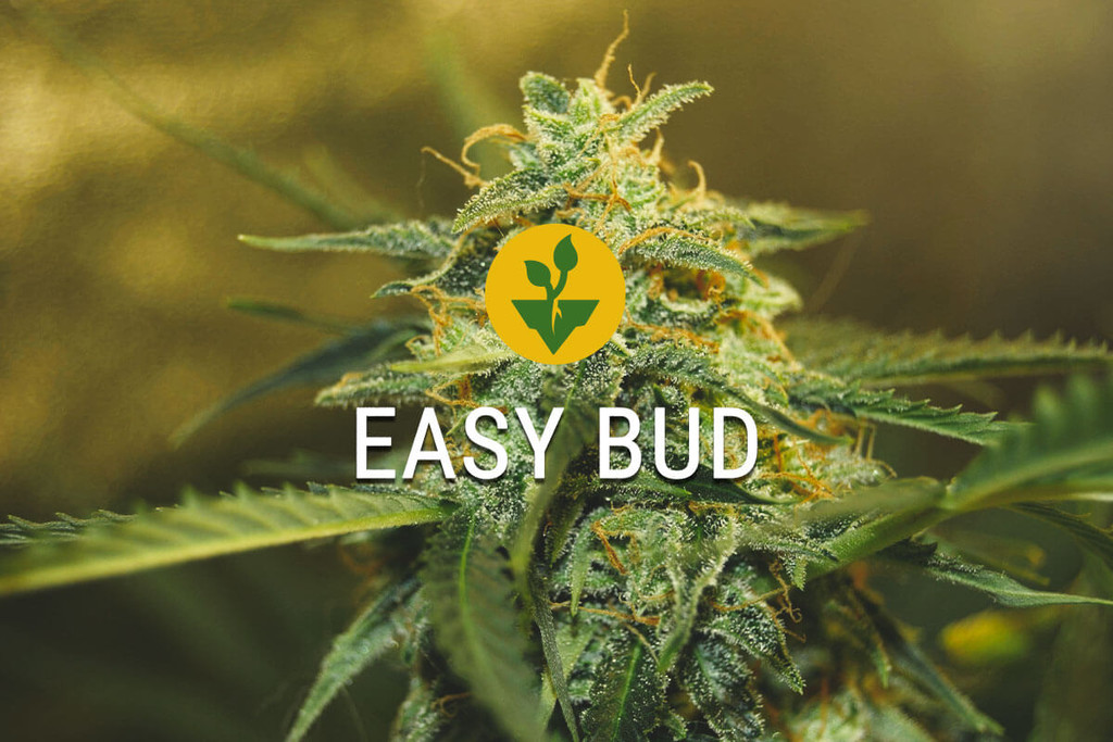 Easy Bud: comença a conrear cànnabis de manera senzilla