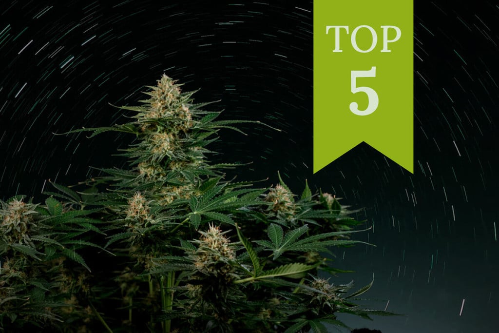 Les 5 millors varietats autoflorecents riques en THC de 2025