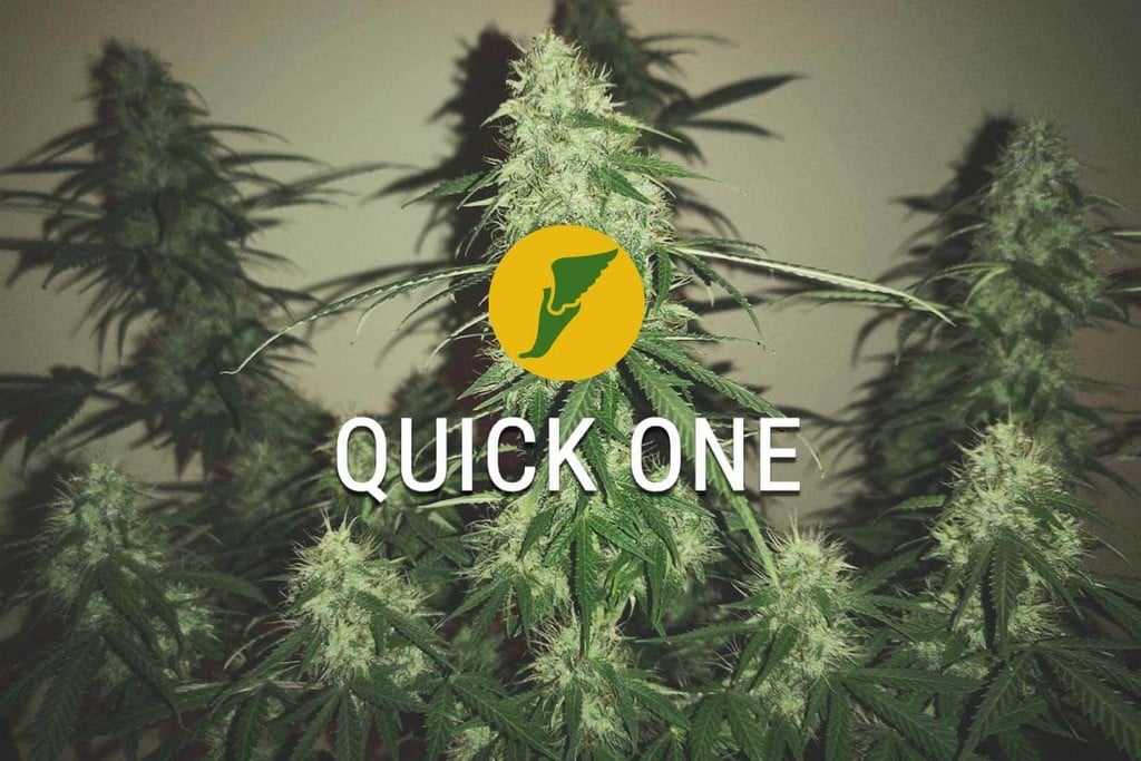 Quick One: la primera en la línia de meta
