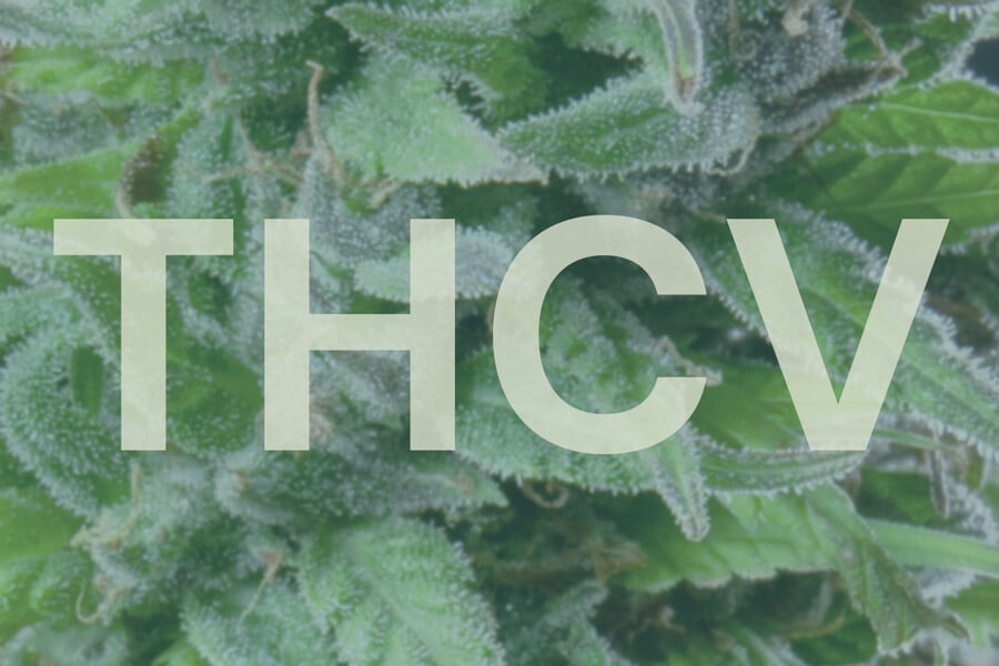 Què és el THCV i en què es diferencia del THC?