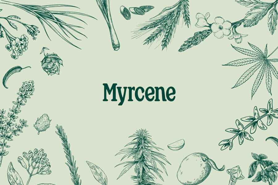 MIRCÈ: UN TERPÈ ABUNDANT AMB SORPRENENTS PROPIETATS