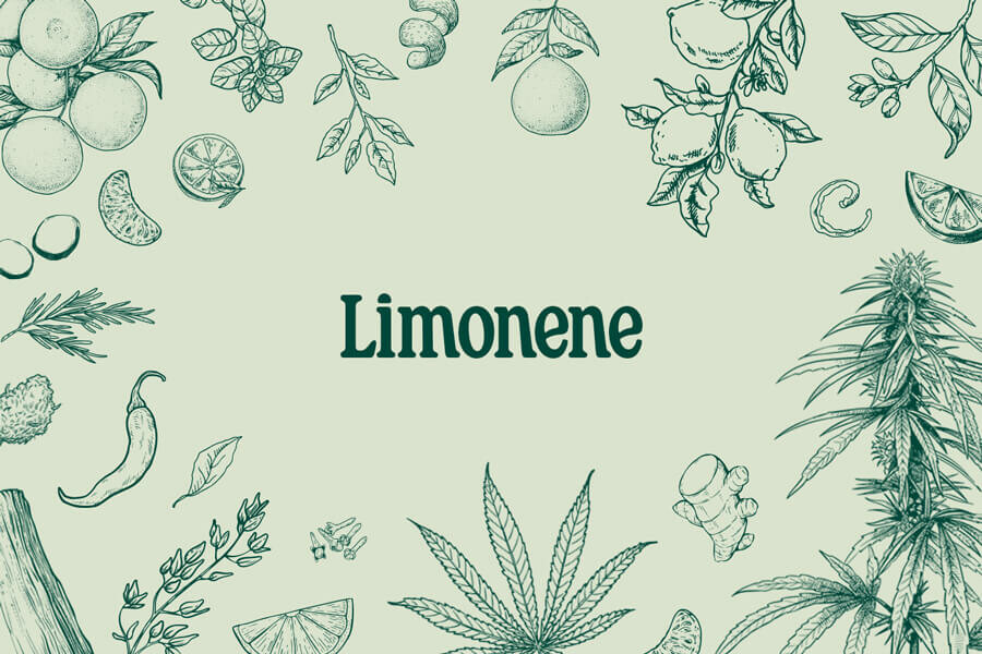 LIMONÈ: UN TERPÈ MEDICINAL, RECREATIU I DELICIÓS
