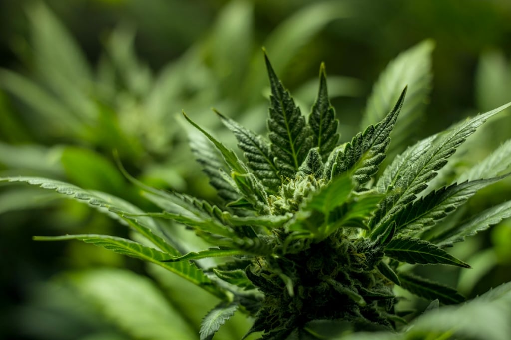 Què fer quan la teva marihuana d'interior no floreix