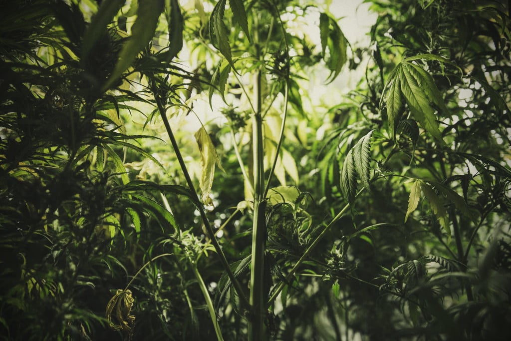 Com controlar i prevenir l'estirament en plantes de marihuana