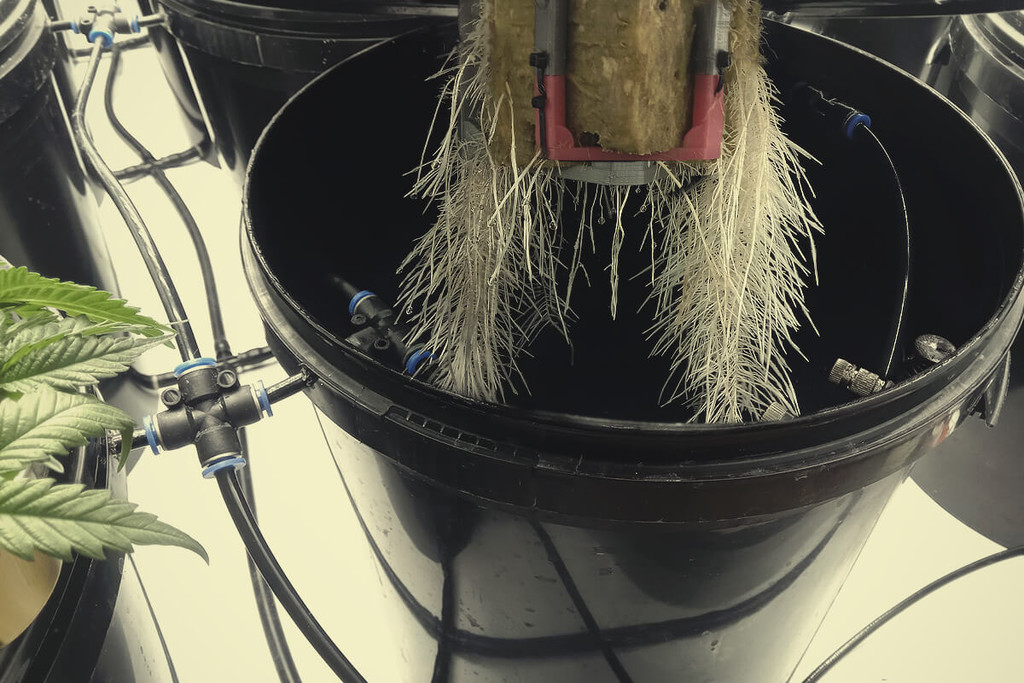 AEROPONÍA: UTILITZAR L'AIRE PER CONREAR PLANTES DE MARIHUANA SALUDABLES