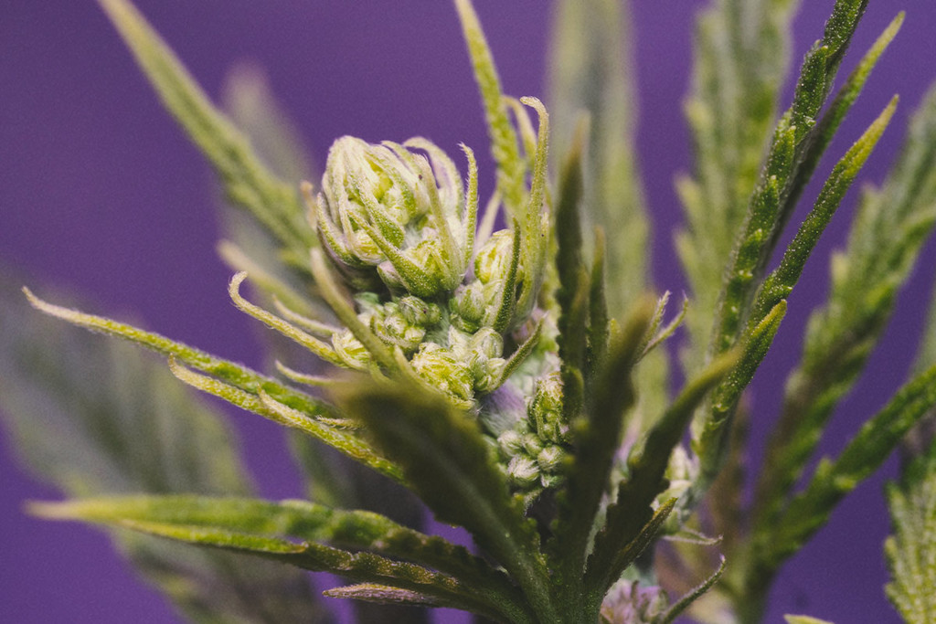 Plantes de marihuana: mascle, femella i hermafrodites