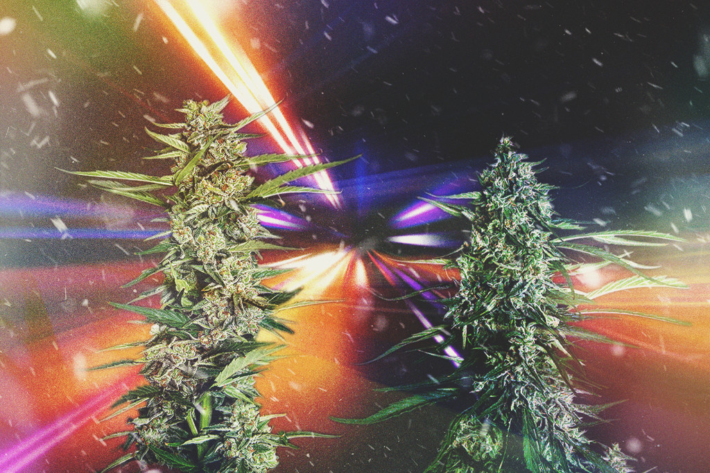 Les varietats de marihuana més ràpides per a 2025