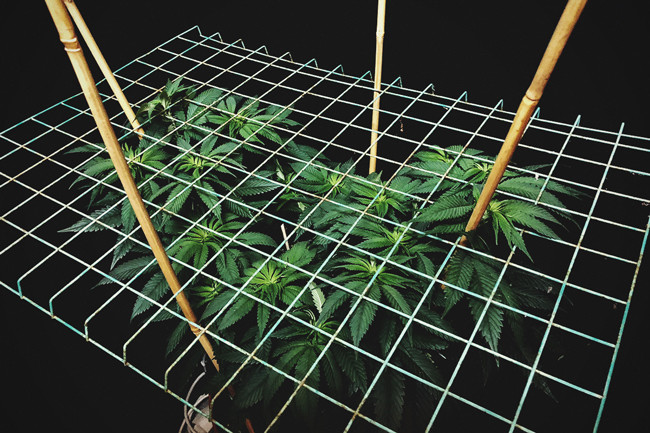 Cultivant cànnabis amb el mètode SCROG (Screen of Green)