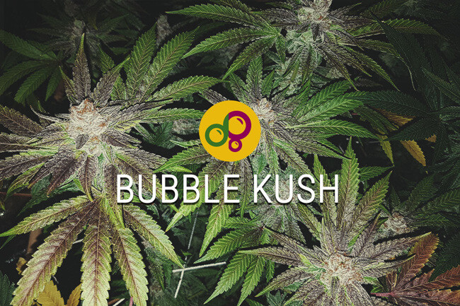 Bubble Kush: representant el llegat del cànnabis dolç