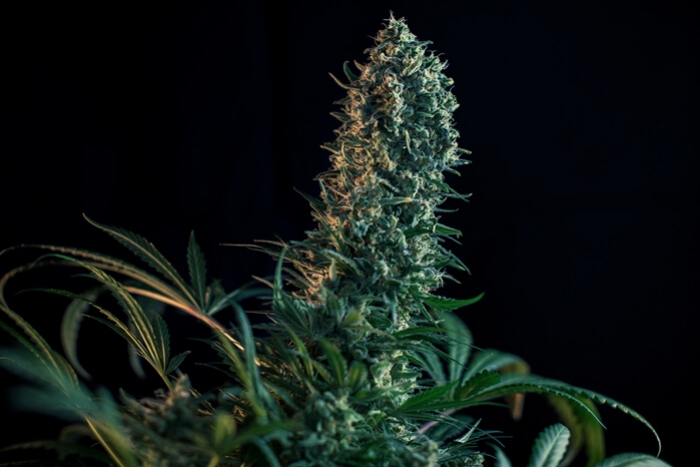 La fase de floració de la marihuana setmana a setmana