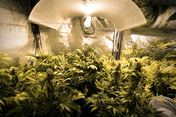 Trucs per a conrear marihuana: com col·locar les llums en interior
