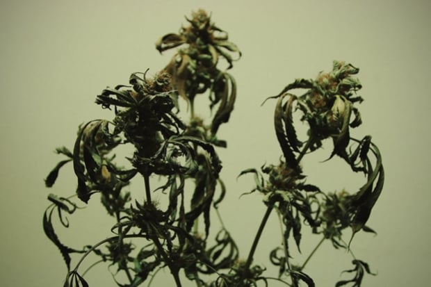 Plantes de marihuana cremades pels nutrients