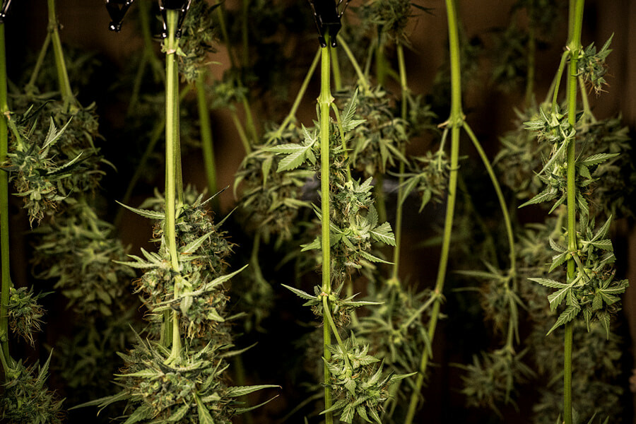 Com assecar i curar marihuana: Consells professionals per a aconseguir cabdells perfectes