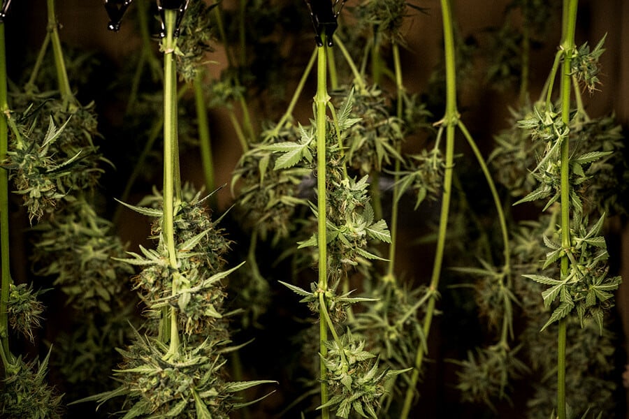 Com assecar i curar marihuana: Consells professionals per a aconseguir cabdells perfectes
