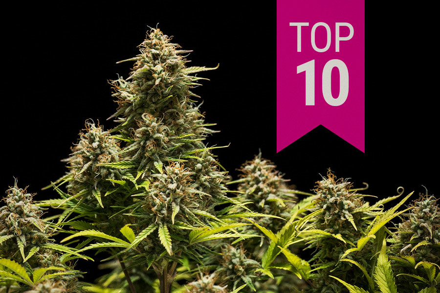 Les 10 millors varietats de marihuana índica de 2026