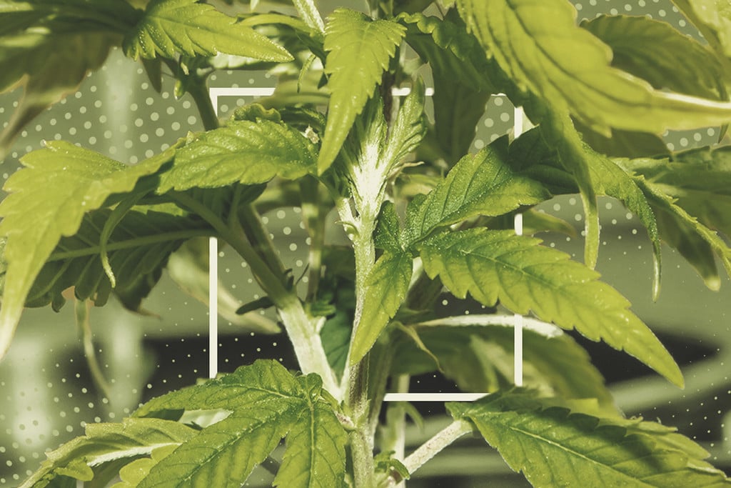 El reg de plantes de marihuana: com corregir la seva falta i excés