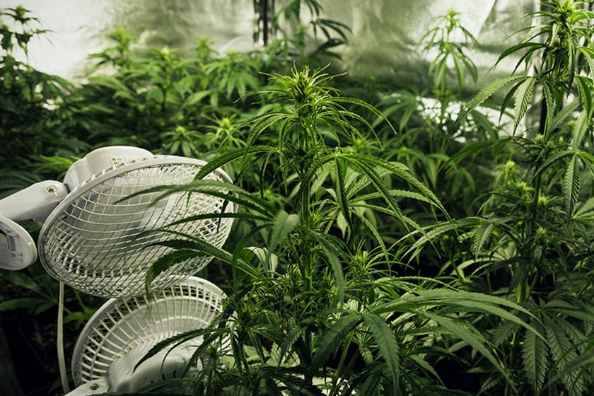 Ventilation Guide For Your Marijuana Grow Op Rqs Blog