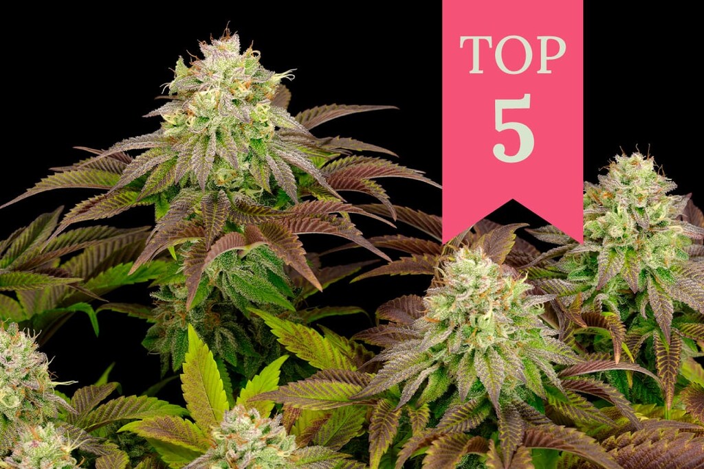 Les 5 varietats indica més potents