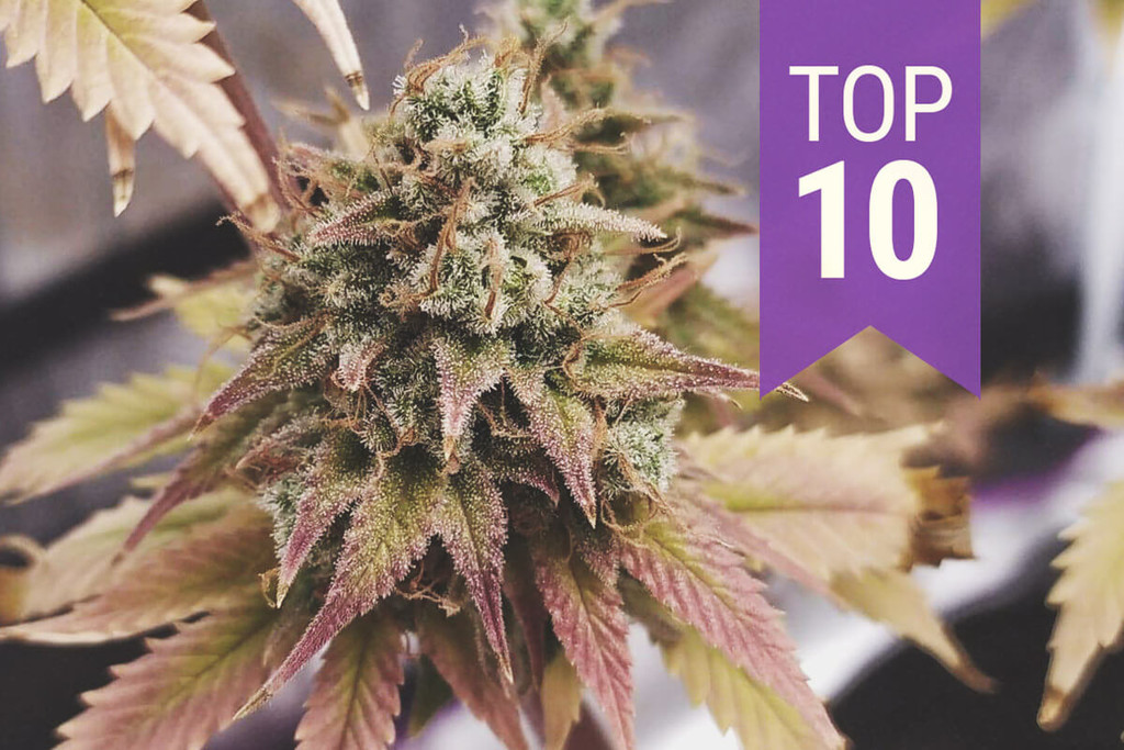 Les 10 millors varietats riques en THC de 2026