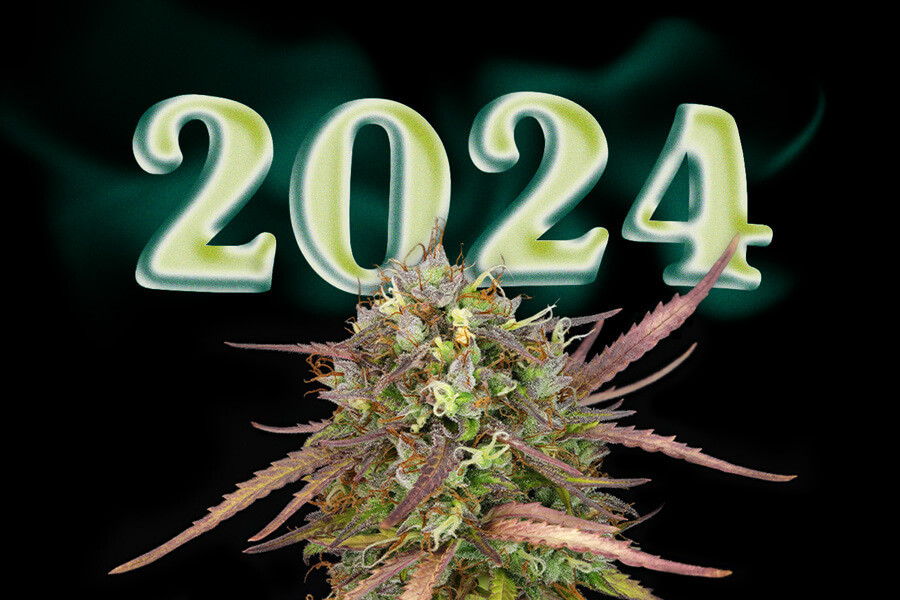 Les millors varietats de marihuana noves de 2024