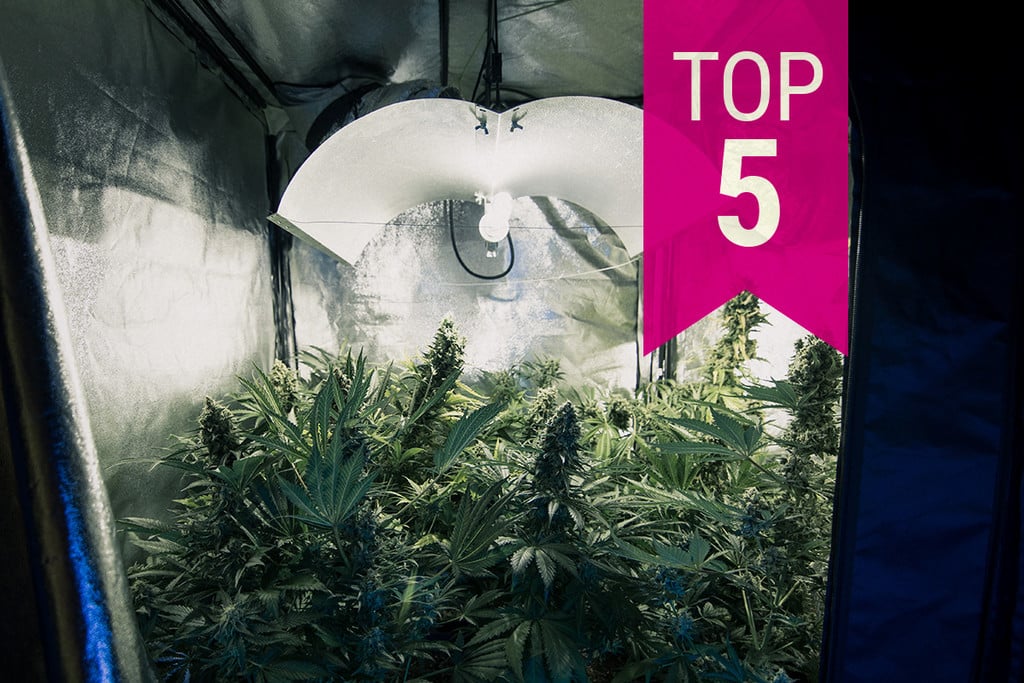 Les 5 millors varietats de marihuana amb poca olor per a conrear amb discreció el 2025