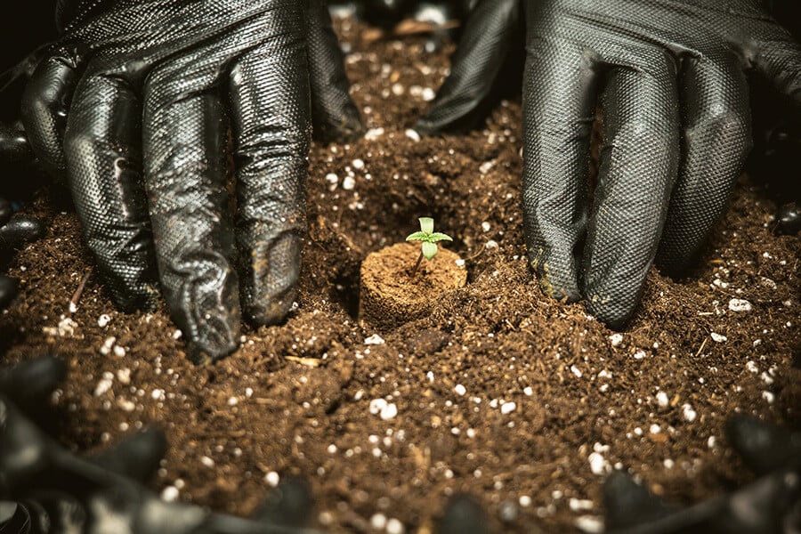 La millor terra per cultivar marihuana autofloreixent