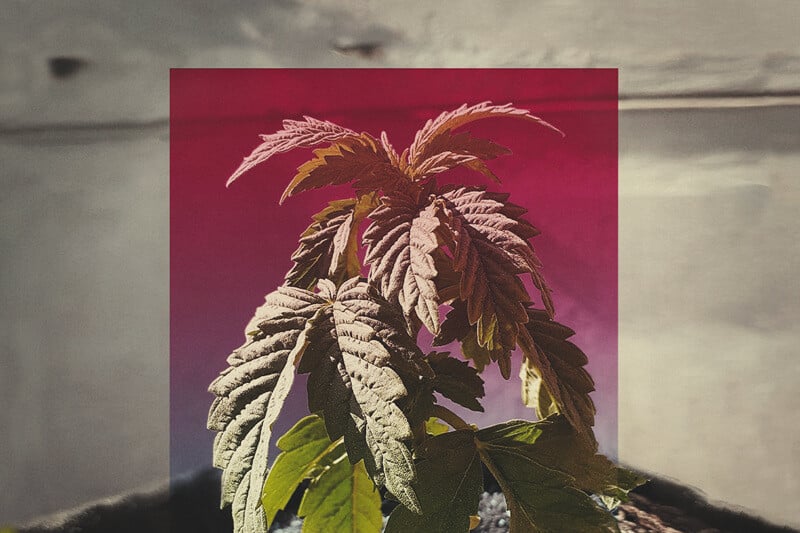 Què pots fer quan les teves plantes de cànnabis creixen lentament