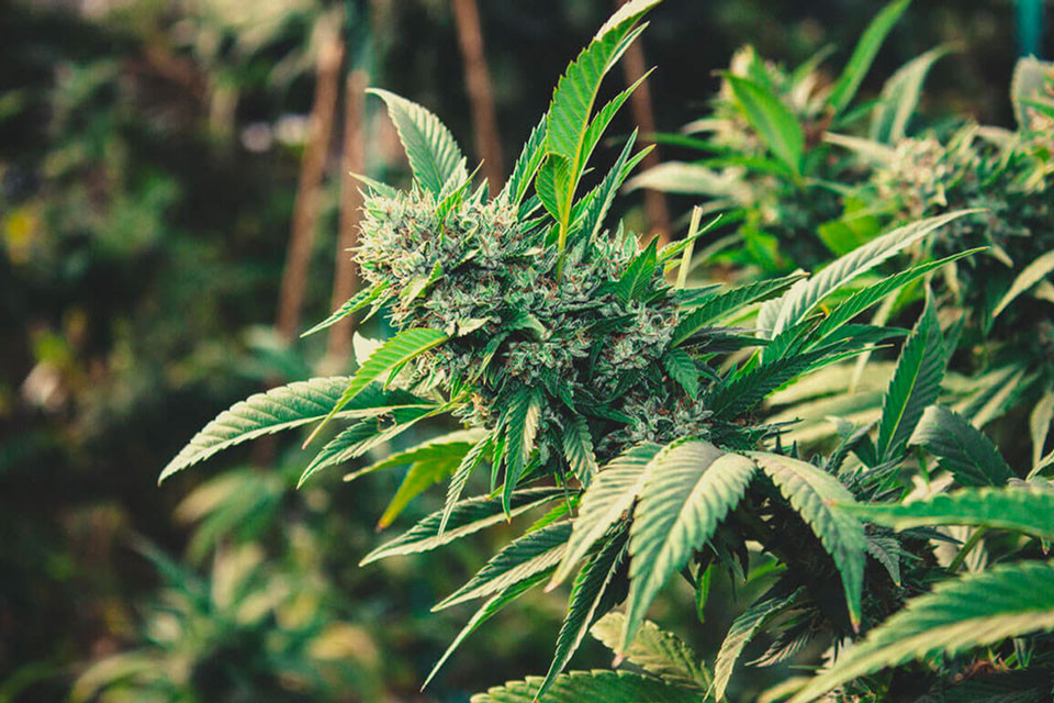 Com cultivar marihuana a l'aire lliure en 2026