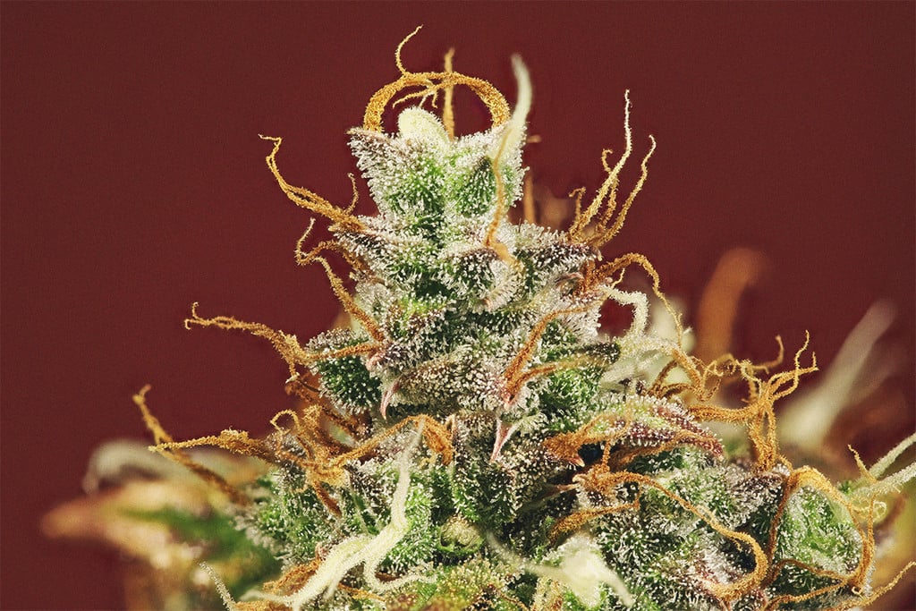 La importància dels pistils en el cultiu de cànnabis