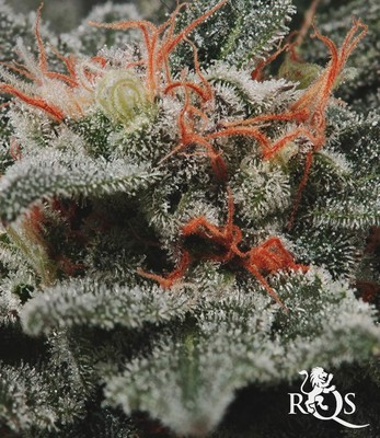 Fruit Spirit Fruit Spirit