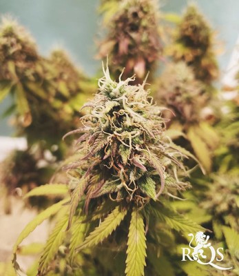 Mix d'Autoflorescents