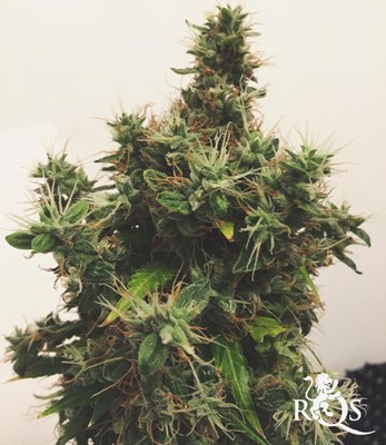 Mix d'Autoflorescents