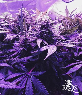 Royal Cheese (Fast Flowering) Royal Cheese (Fast Flowering)