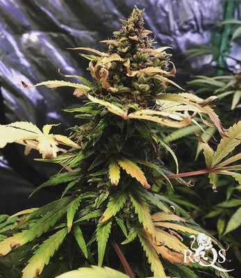 Royal Creamatic   Royal Creamatic