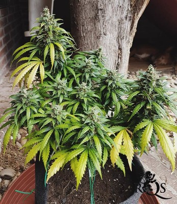 Royal Creamatic   Royal Creamatic