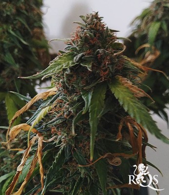 Royal Creamatic   Royal Creamatic