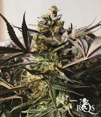 Royal Highness Royal Highness