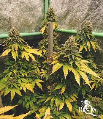 Bubblegum XL Bubblegum XL