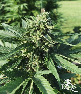 Honey Cream (Fast Flowering)