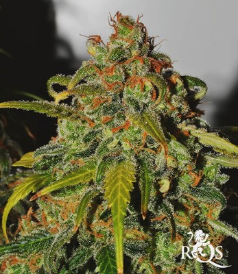 Speedy Chile (Fast Flowering)