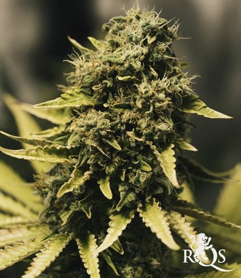 Royal Domina Royal Domina