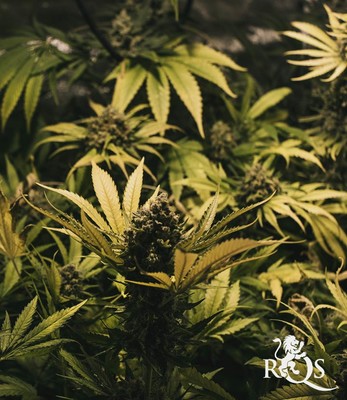 Royal Domina Royal Domina